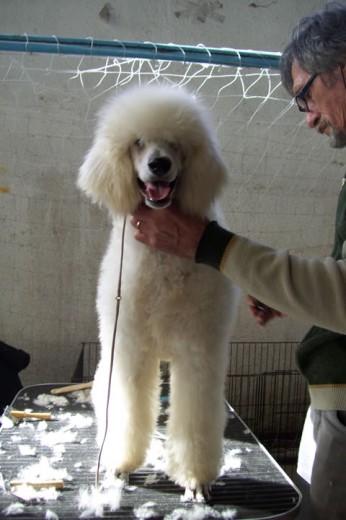 Sonja Red de Reytuan, hija de la Multi Campeona Schwerthoffer Maria de Lujan, el día que se presentó en su 1er expo, logrando Mejor Cachorro Hembra Caniche Gigante. Su hermano, Thor, fue Mejor de Exposición!!!